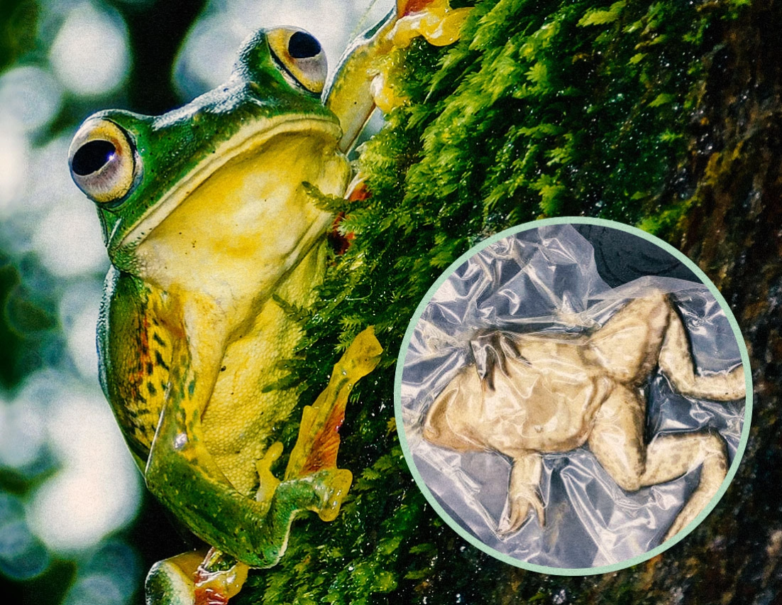 Picture of a frog on a log with an inlet featuring a dead frog in a plastic bag