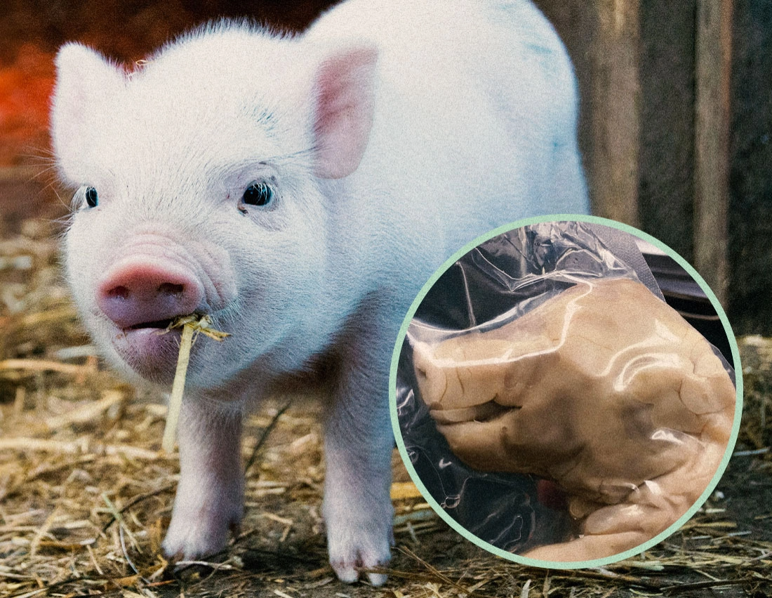 Picture of a piglet eating with an inlet featuring a dead pig fetus in a plastic bag